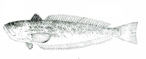 Trachinus draco